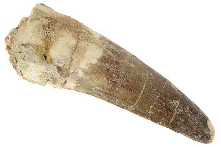 Large, Spinosaurus Tooth - Real Dinosaur Tooth #194299